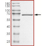 MEK1 (K97A), unactive